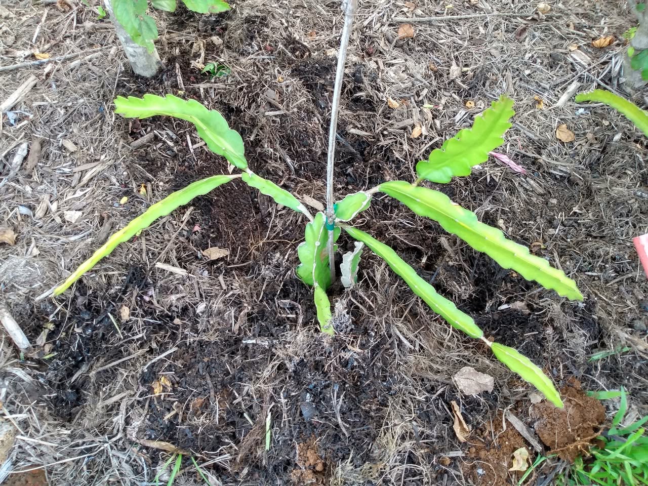 210日目:ドラゴンフルーツを植えた
