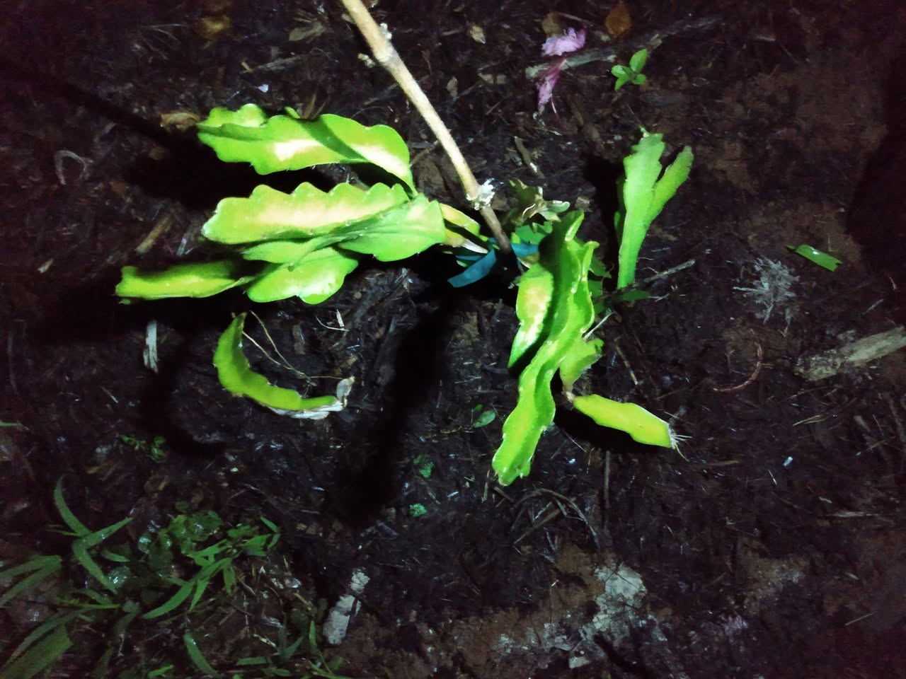 211日目:ドラゴンフルーツを植えた