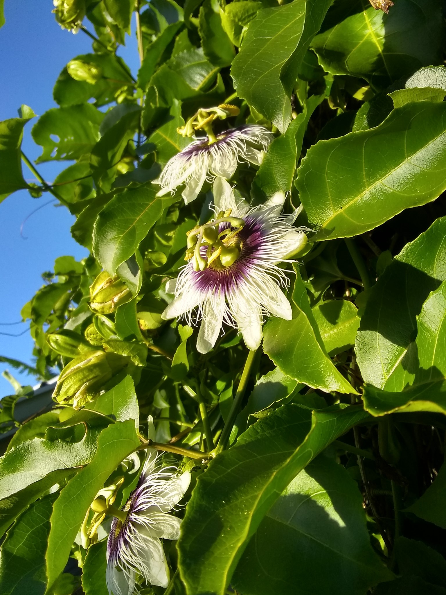 212日目:リリコイのつるを植えた