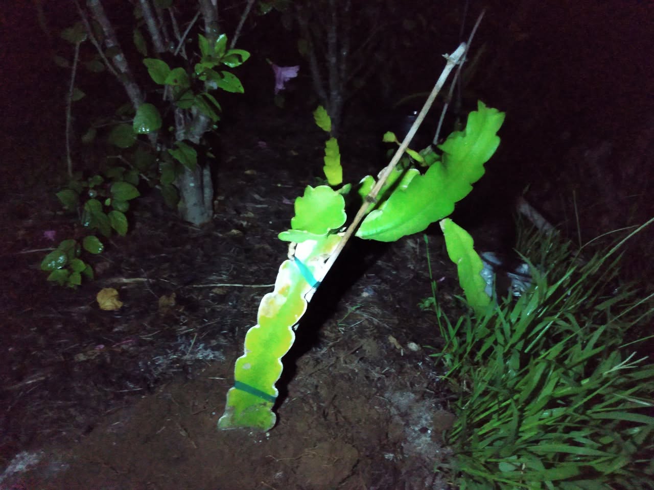 213日目:ドラゴンフルーツを植えた