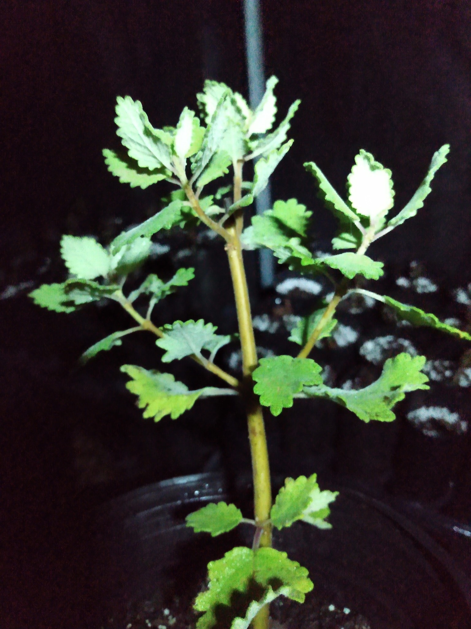 214日目:謎の植物を植えた