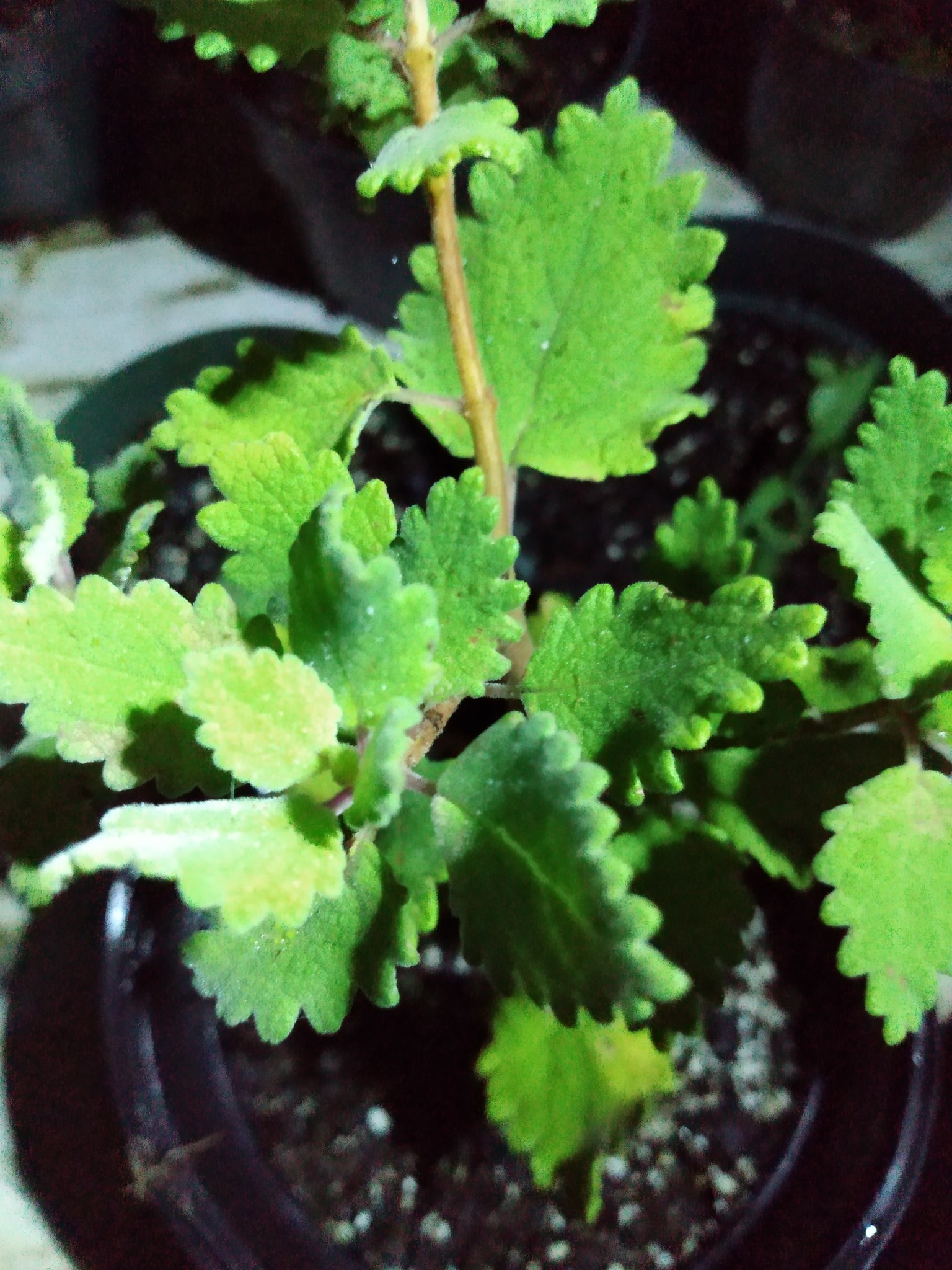 214日目:謎の植物を植えた