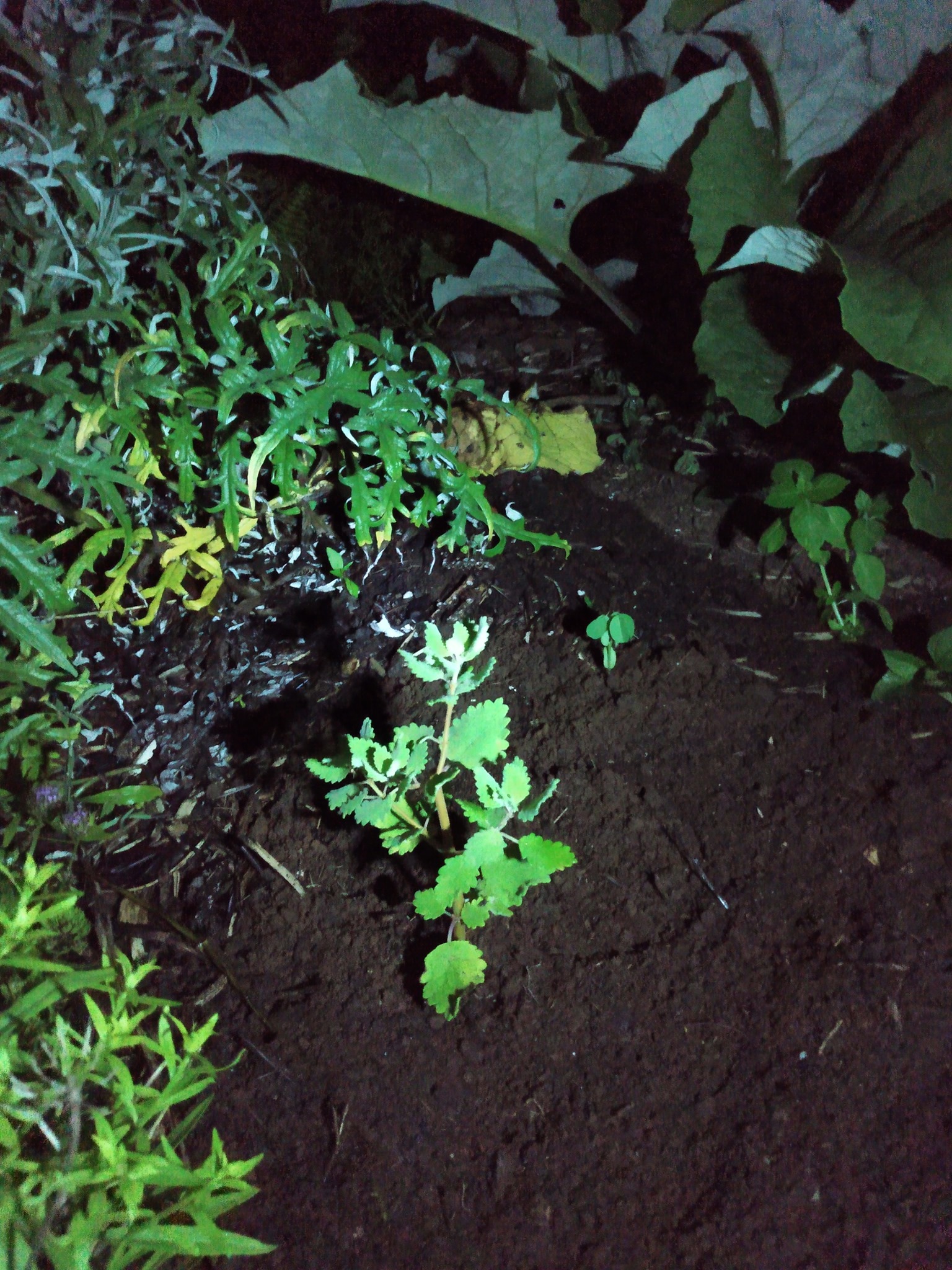 214日目:謎の植物を植えた