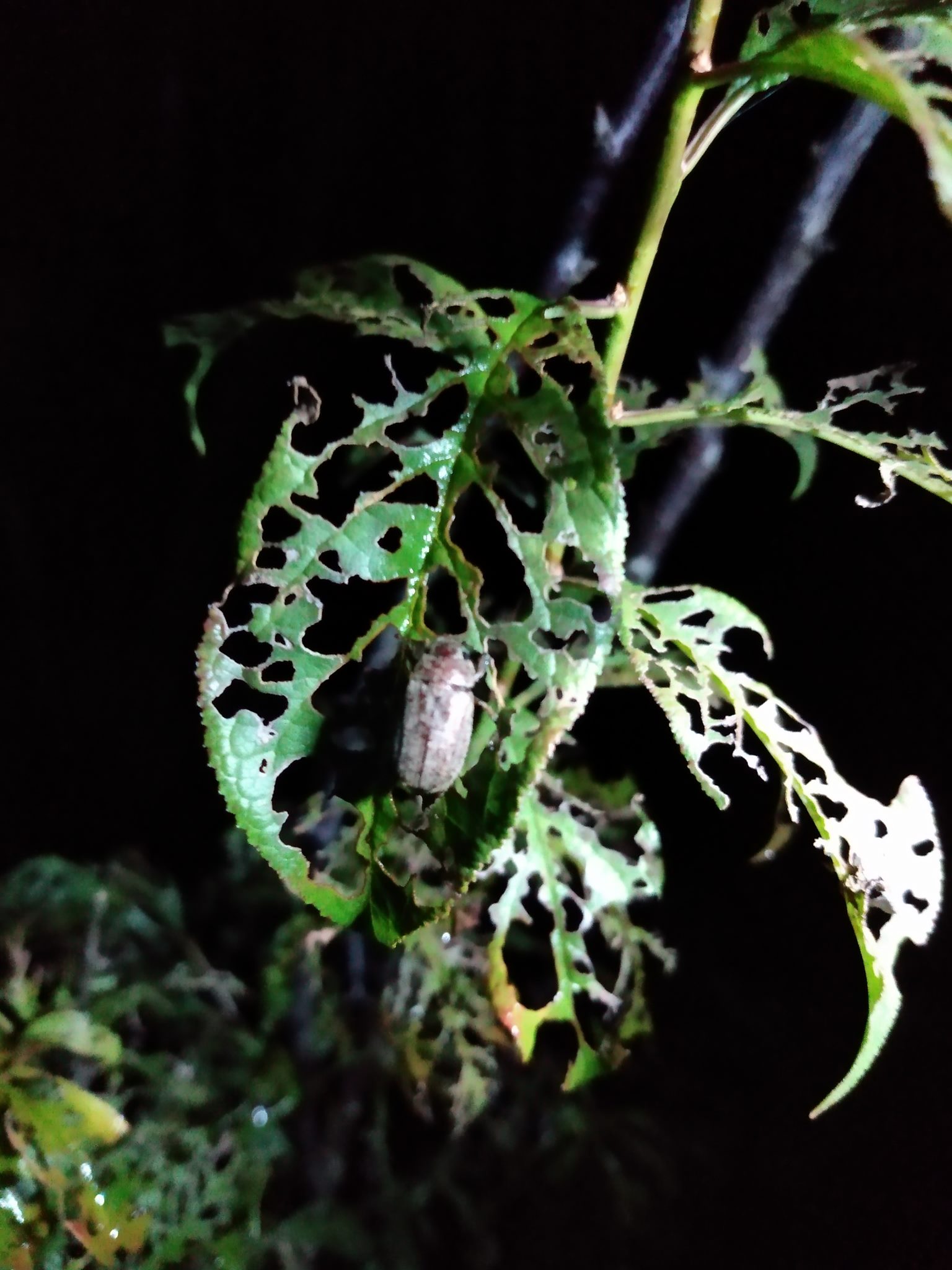 214日目:謎の植物を植えた