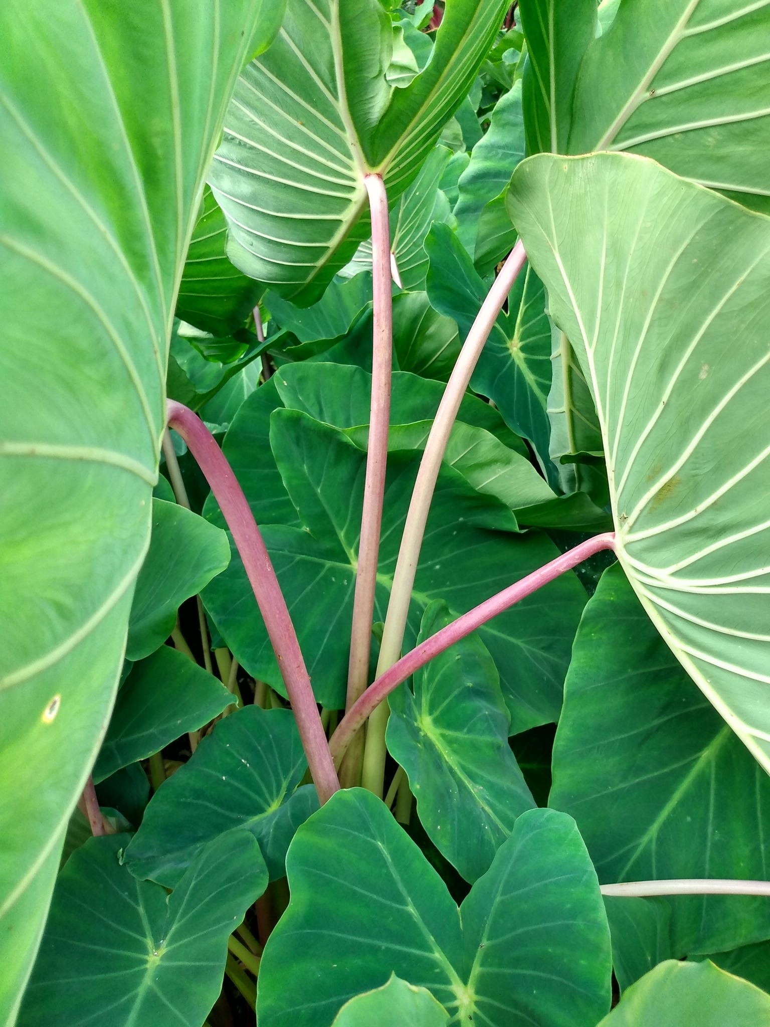 217日目:カロを植えた