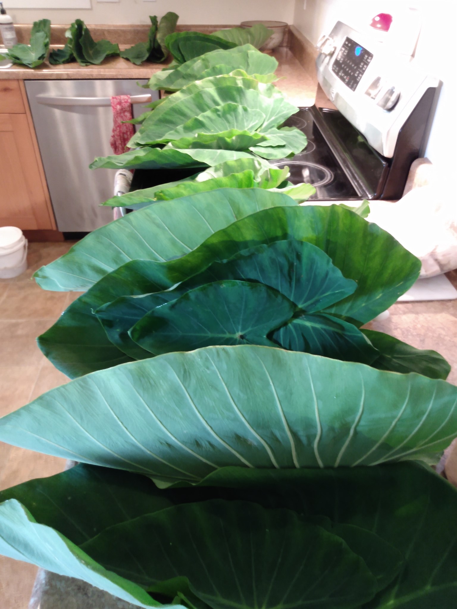 217日目:カロを植えた