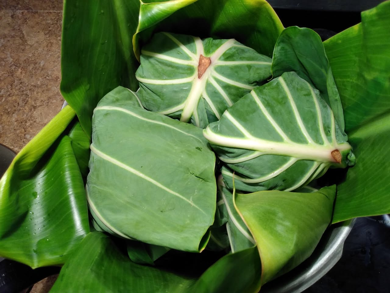 217日目:カロを植えた