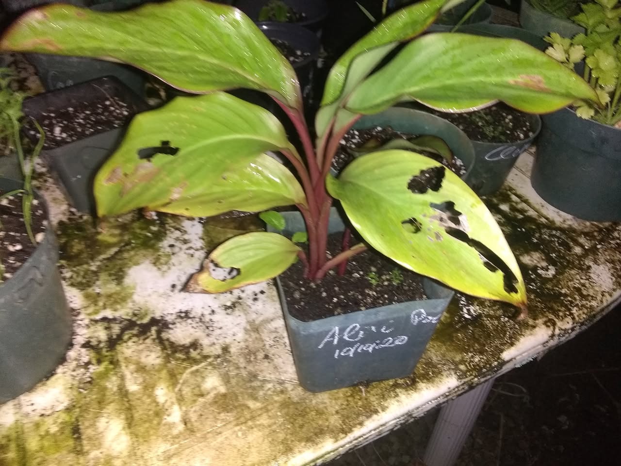 22日目:Alii'poe(カンナ)を植えた