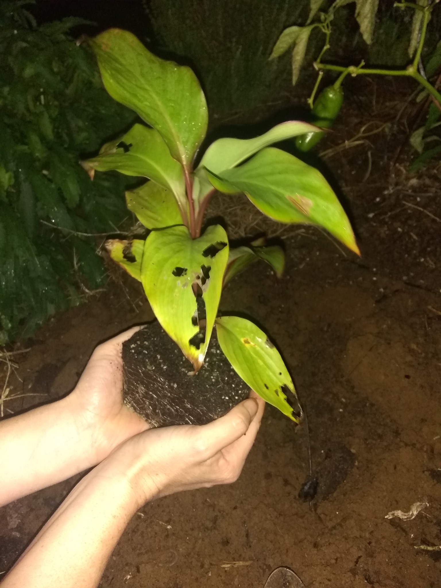 22日目:Alii'poe(カンナ)を植えた