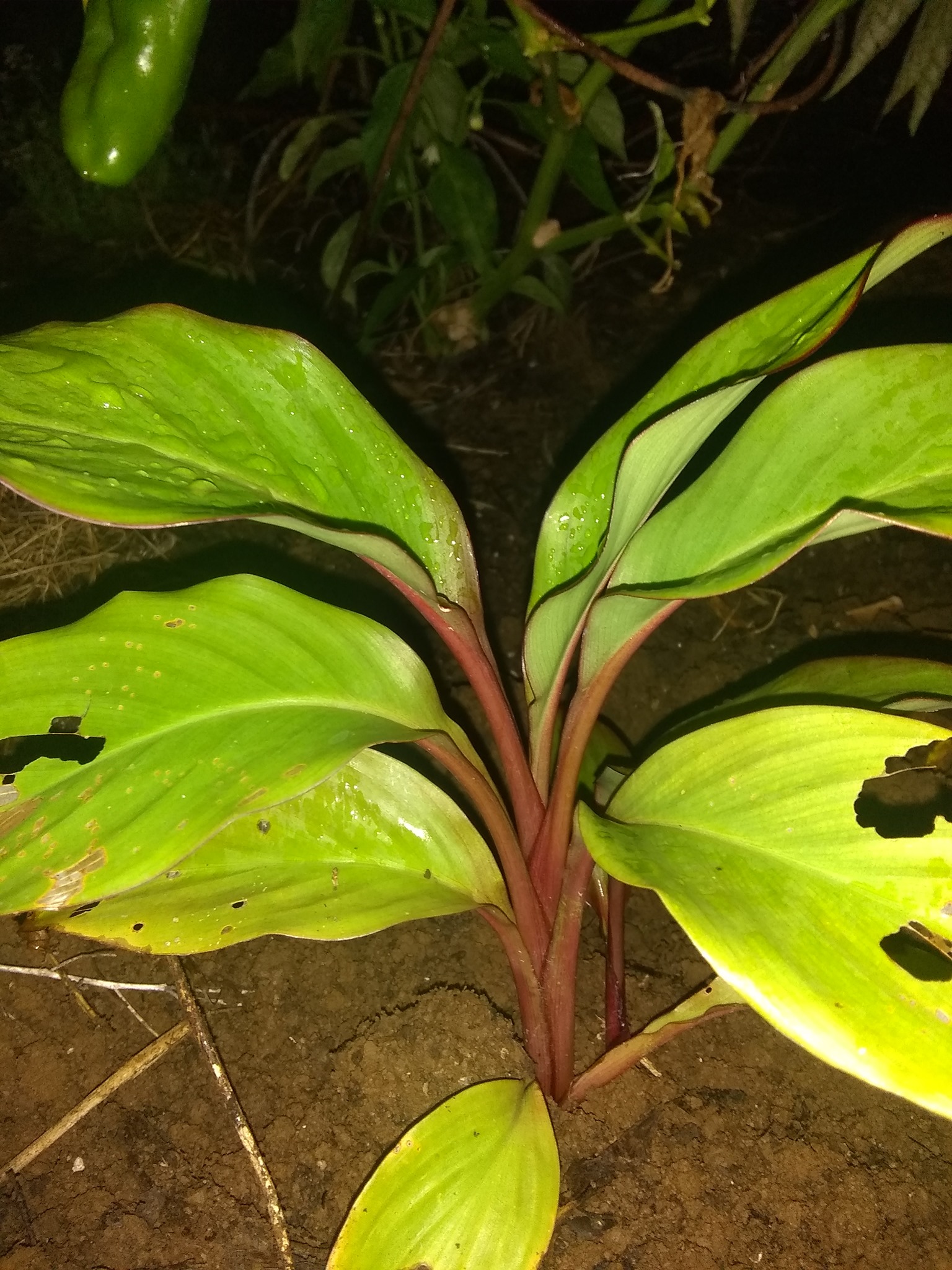 22日目:Alii'poe(カンナ)を植えた