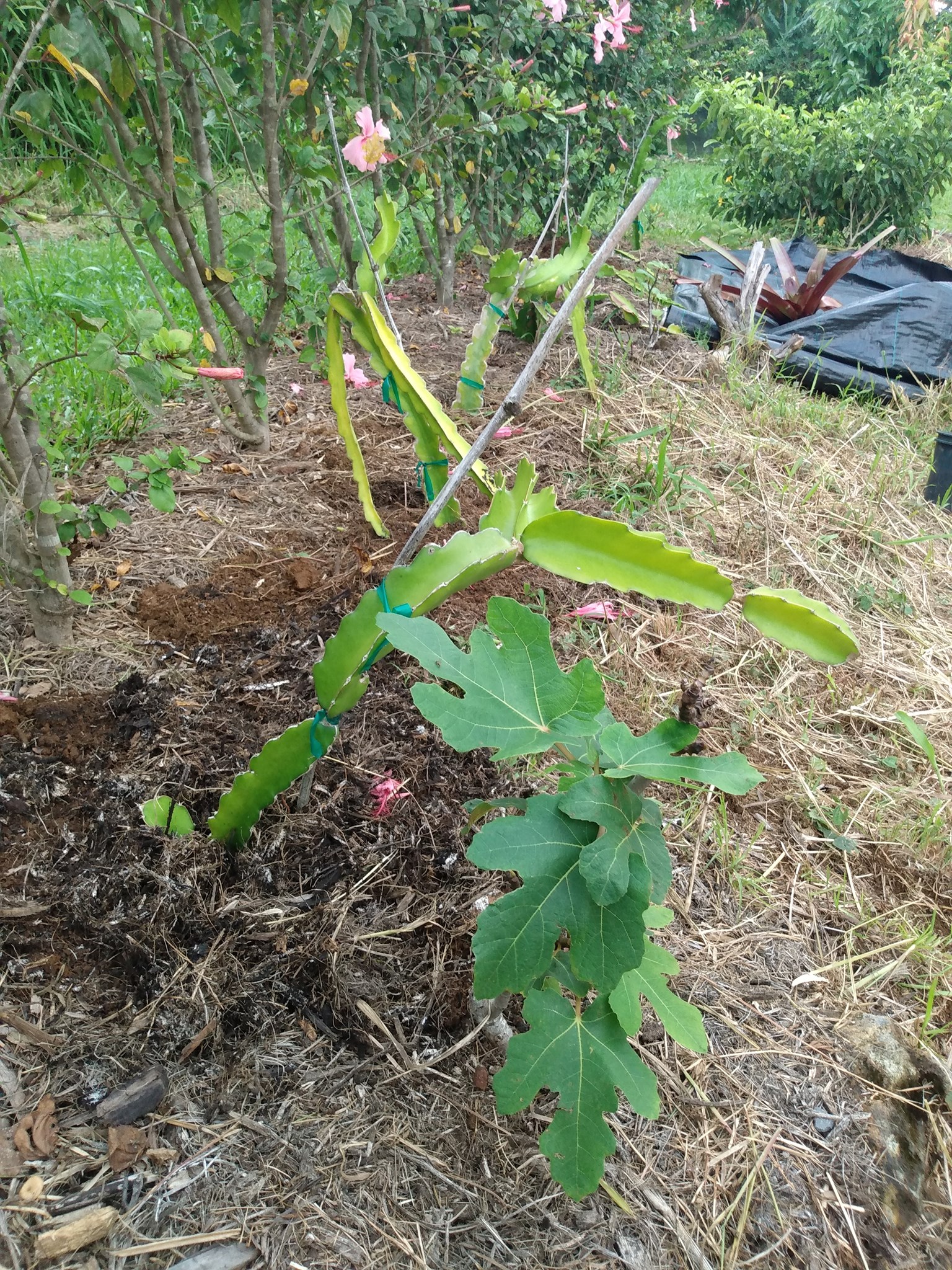 219日目:ドラゴンフルーツを植えた