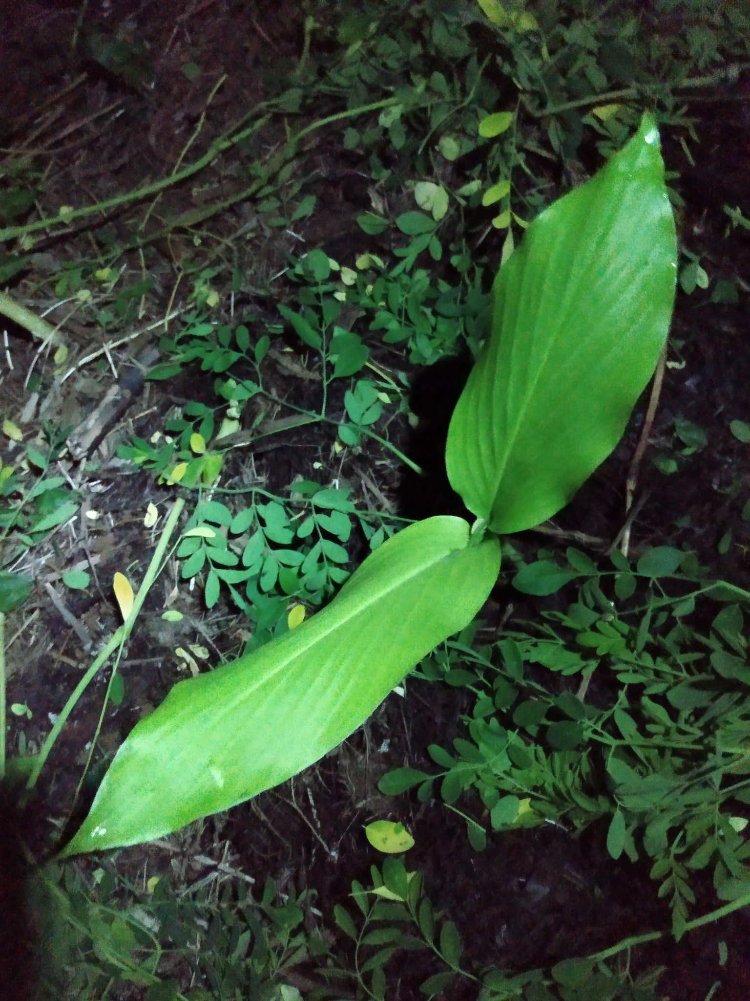 220日目:ミョーガを植えた