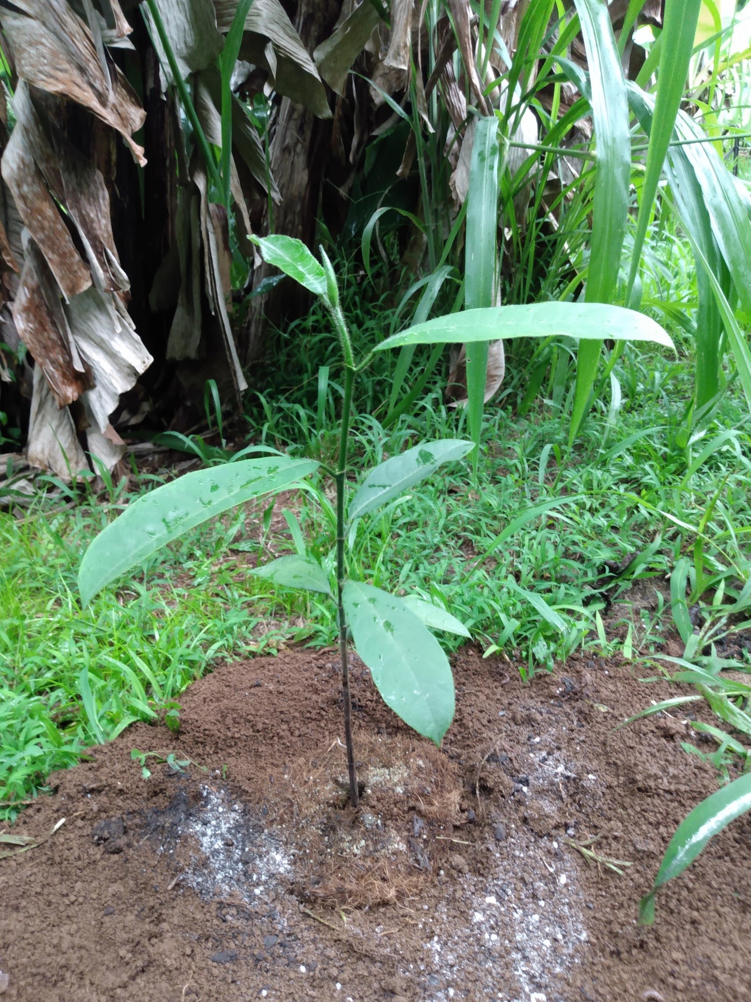 222日目:チャンペダクを植えた