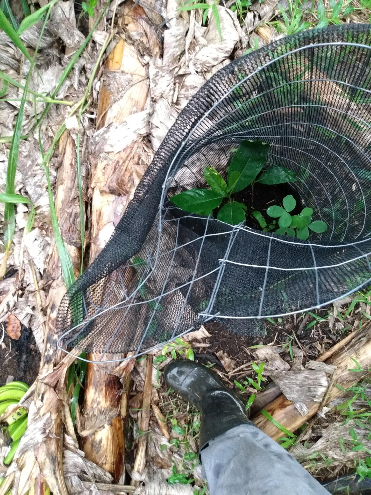 222日目:チャンペダクを植えた