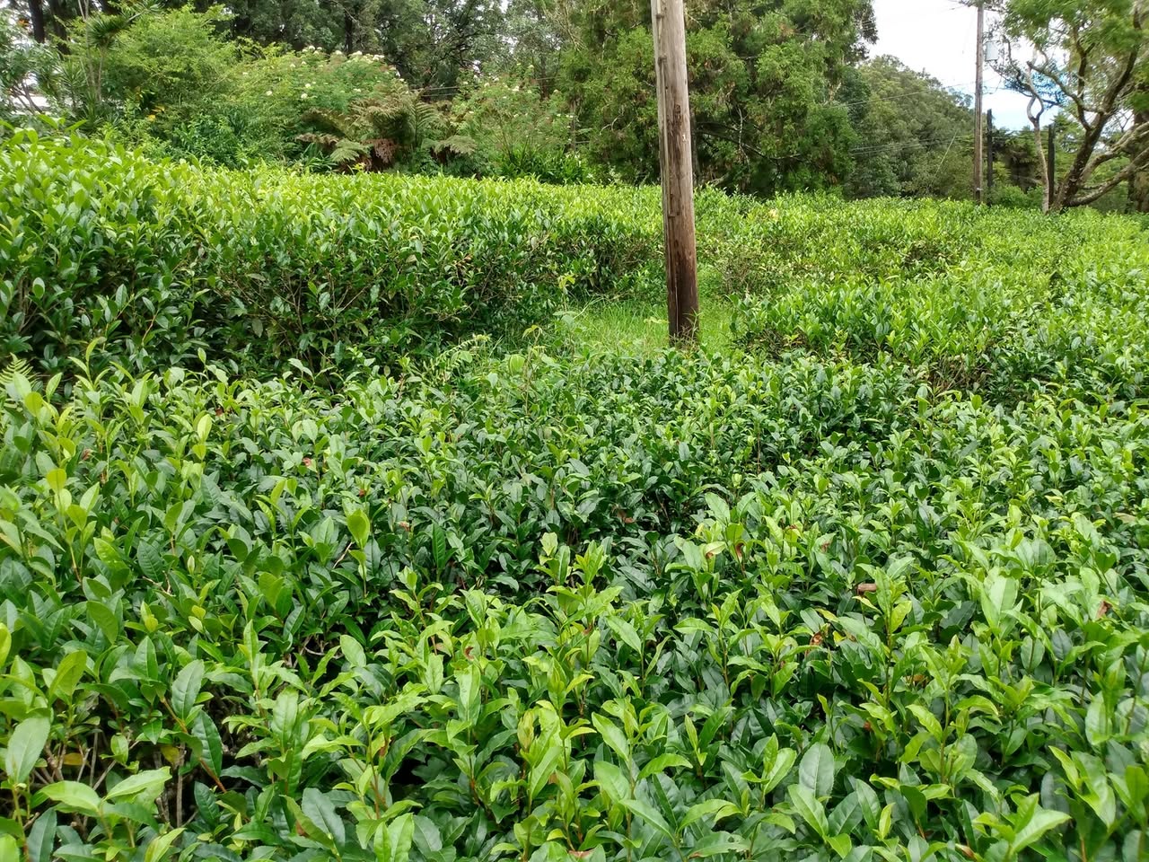 223日目:茶の木を植えた