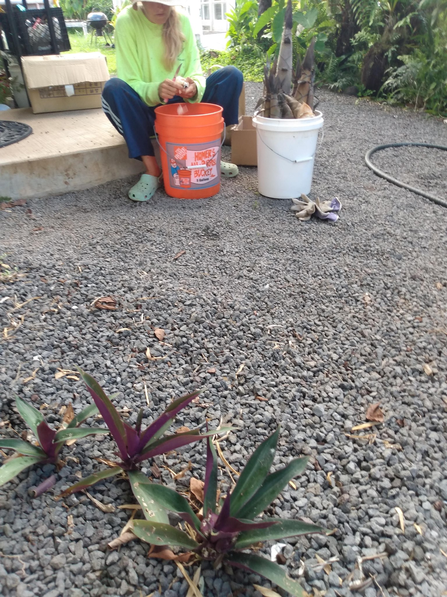 224日目:ツユクサの苗を移植した
