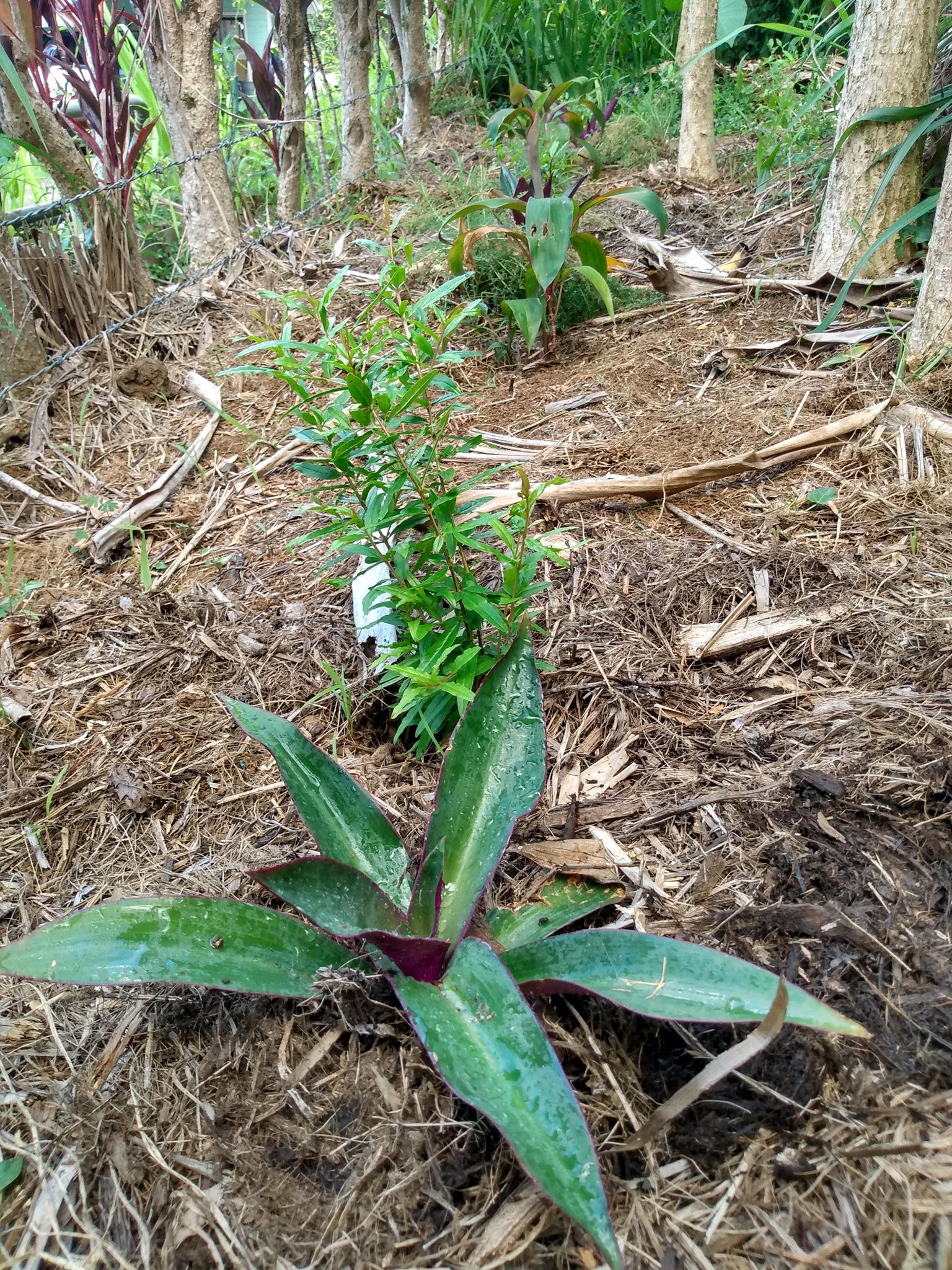224日目:ツユクサの苗を移植した