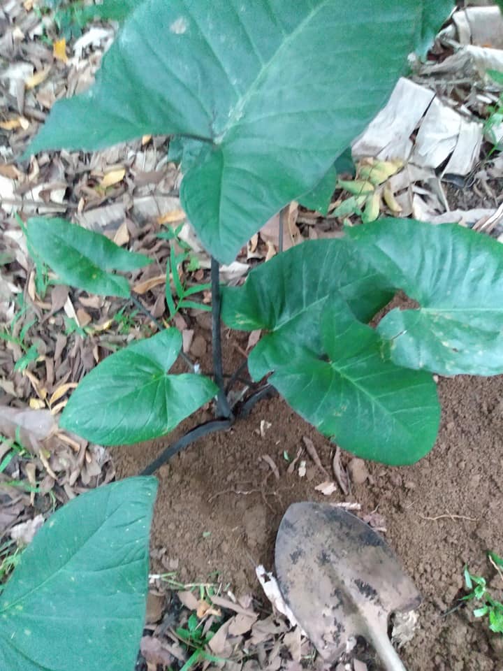 226日目:'apeを植えた