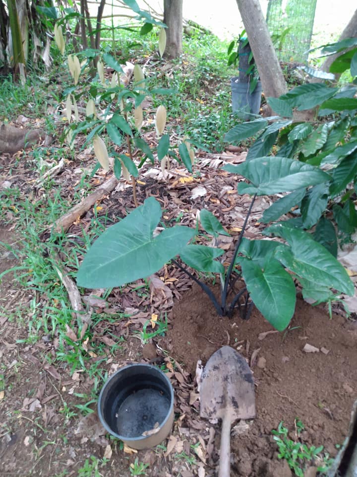 226日目:'apeを植えた