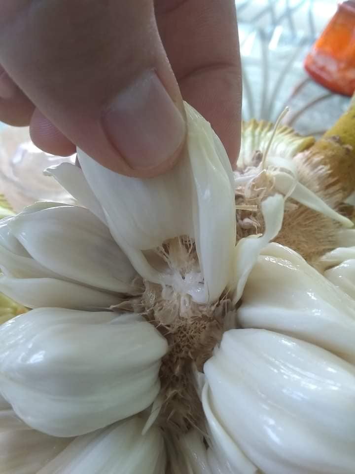 227日目:マランを植えた