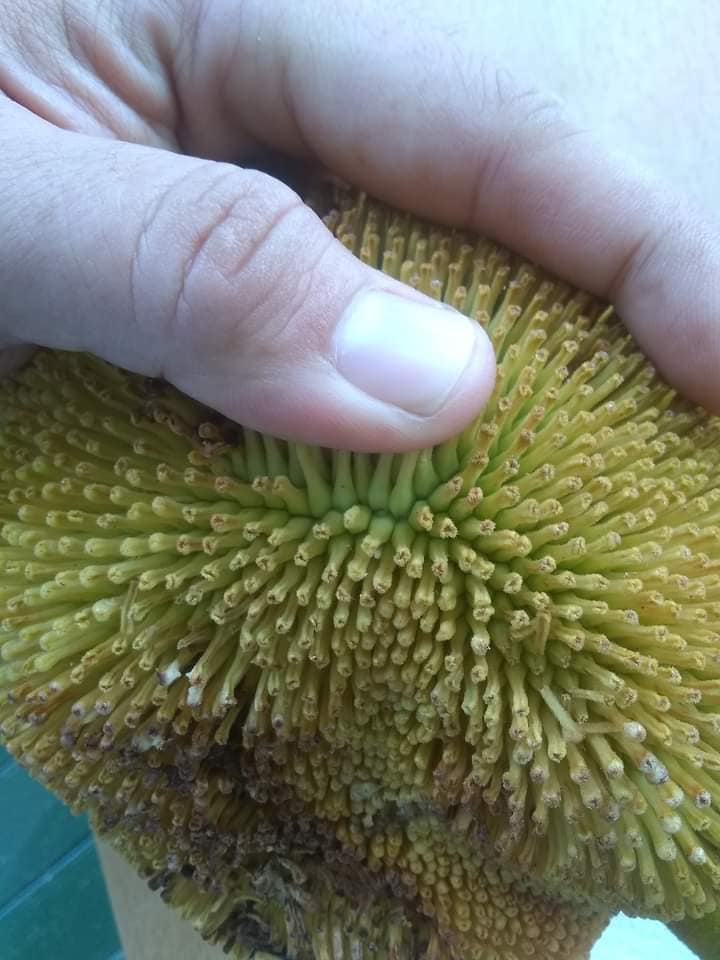 227日目:マランを植えた