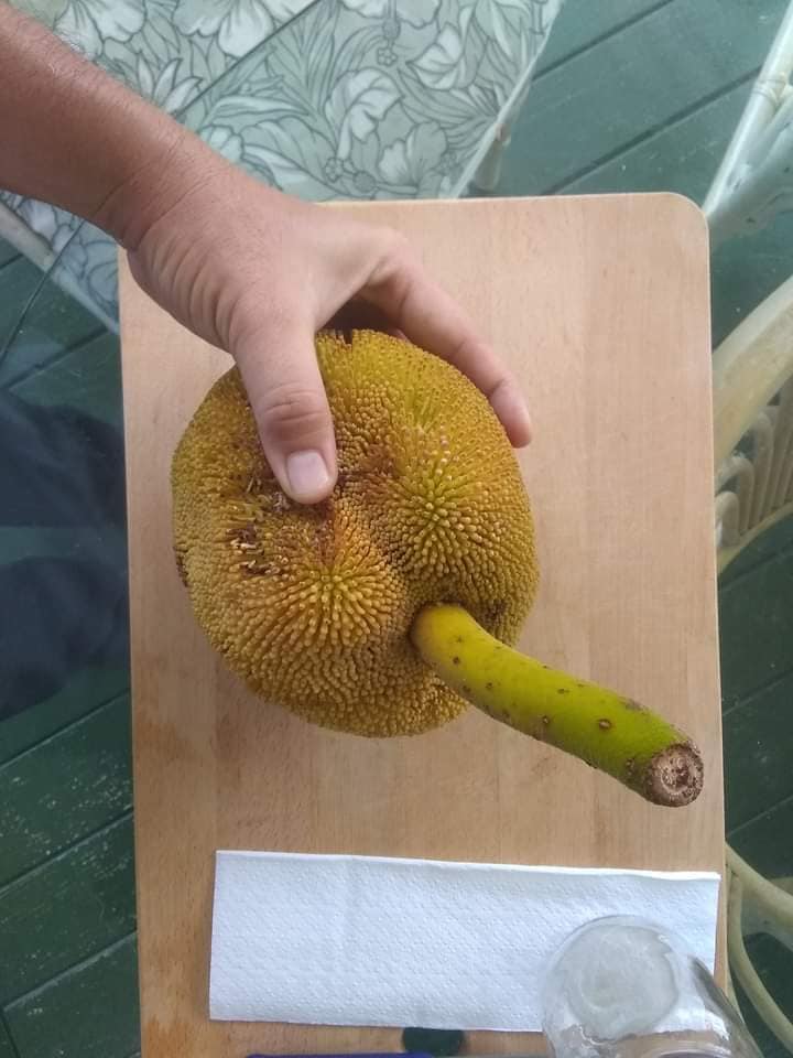 227日目:マランを植えた