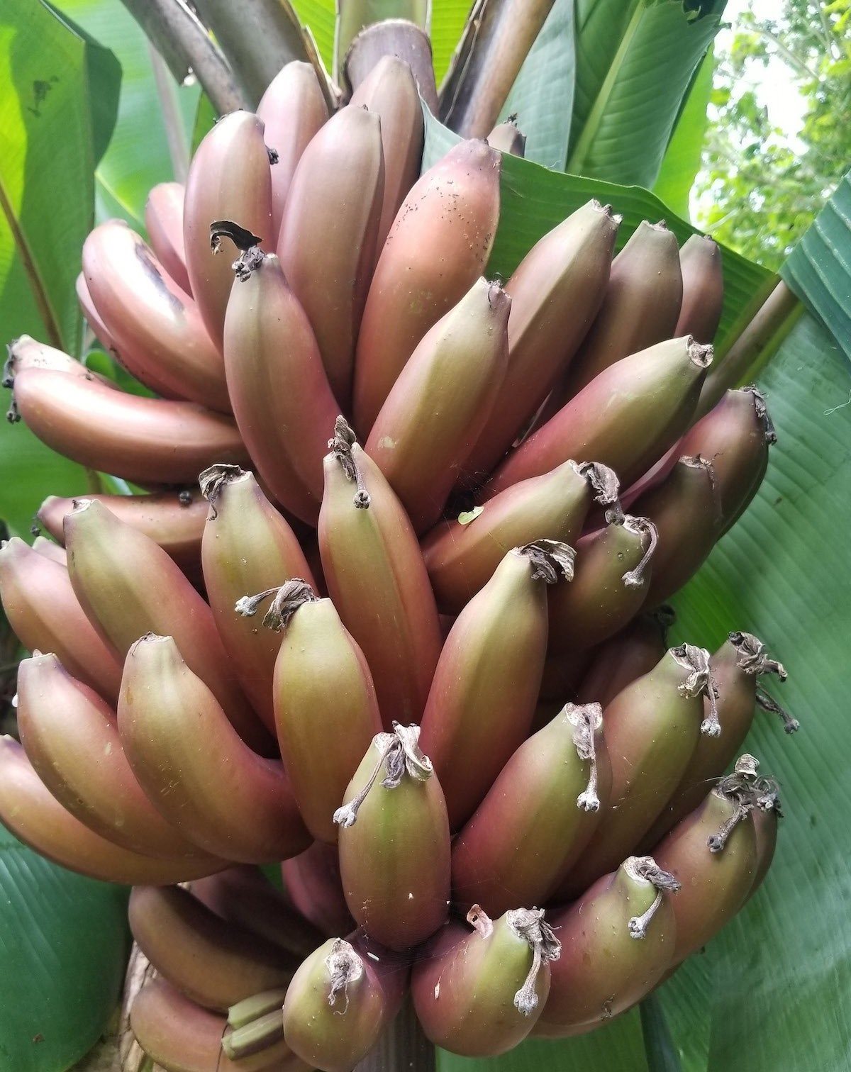 Day 23: Today I planted a Cuban red banana keiki that we got from our neighbor Kaiana. P