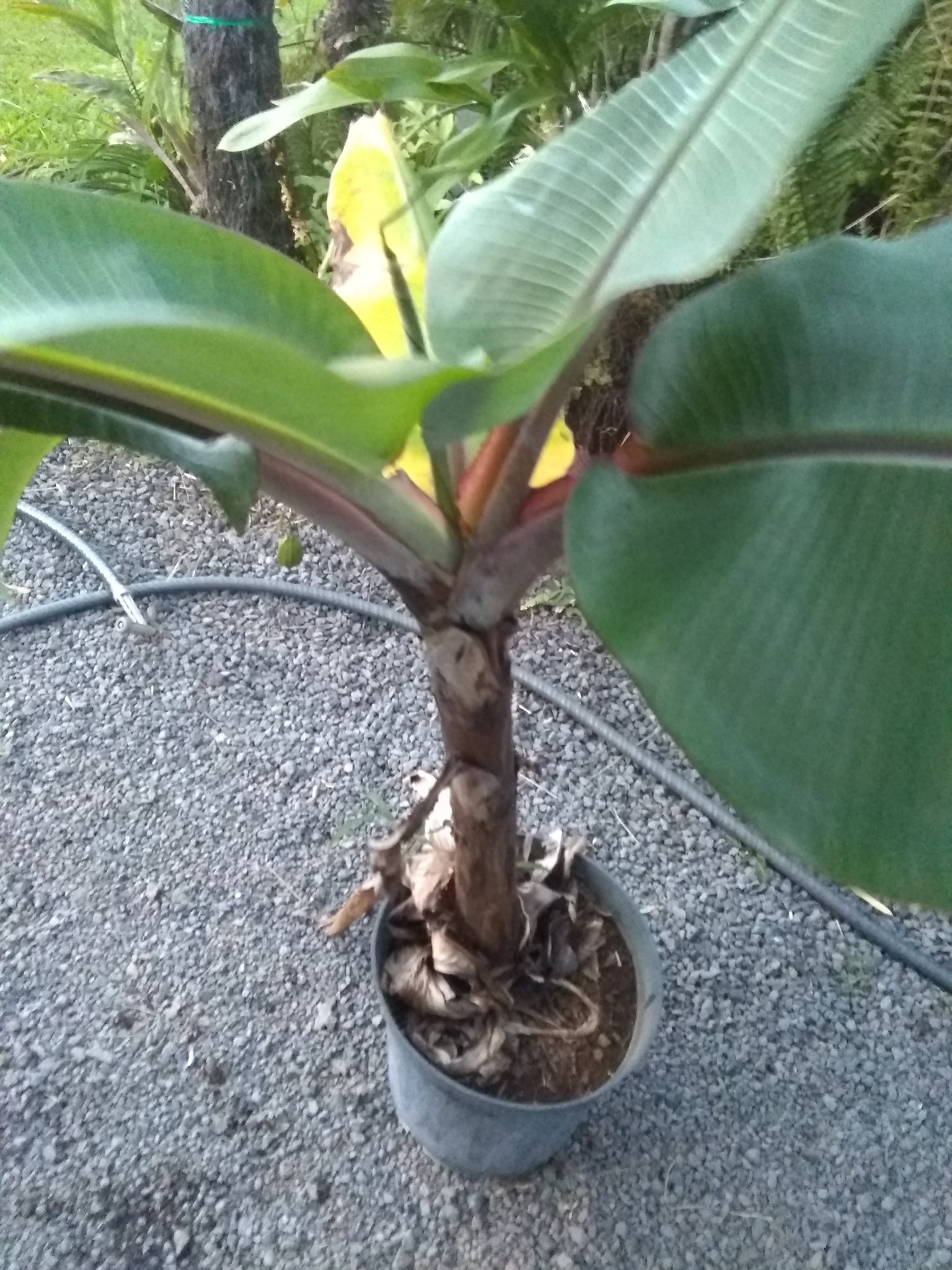 23日目:赤バナナを植えた