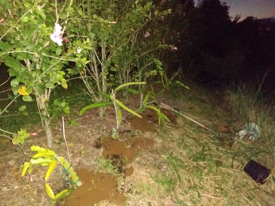 229日目:ドラゴンフルーツを4本植えた