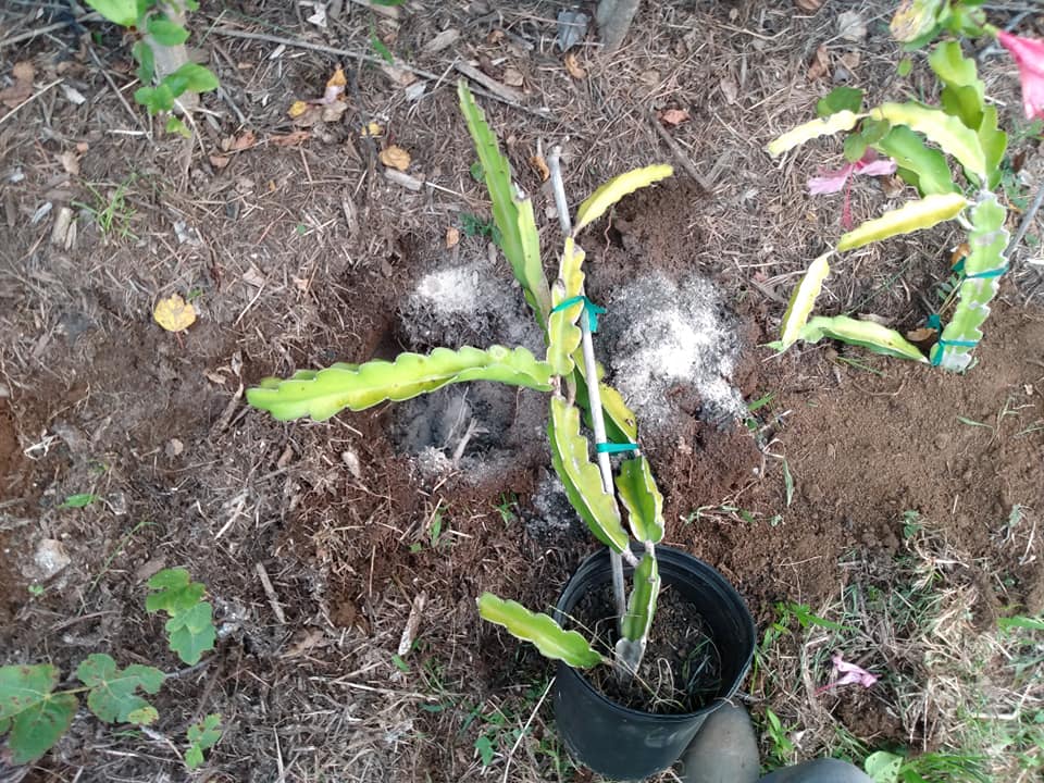 230日目:ドラゴンフルーツを植えた