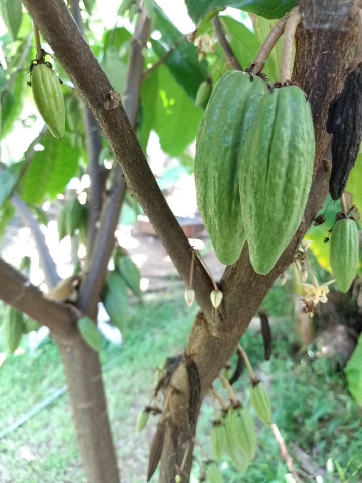 230日目:ドラゴンフルーツを植えた