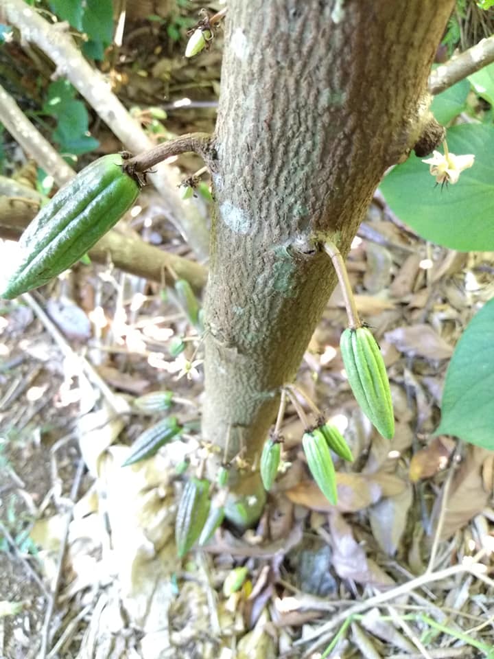 230日目:ドラゴンフルーツを植えた