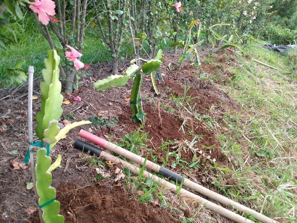230日目:ドラゴンフルーツを植えた