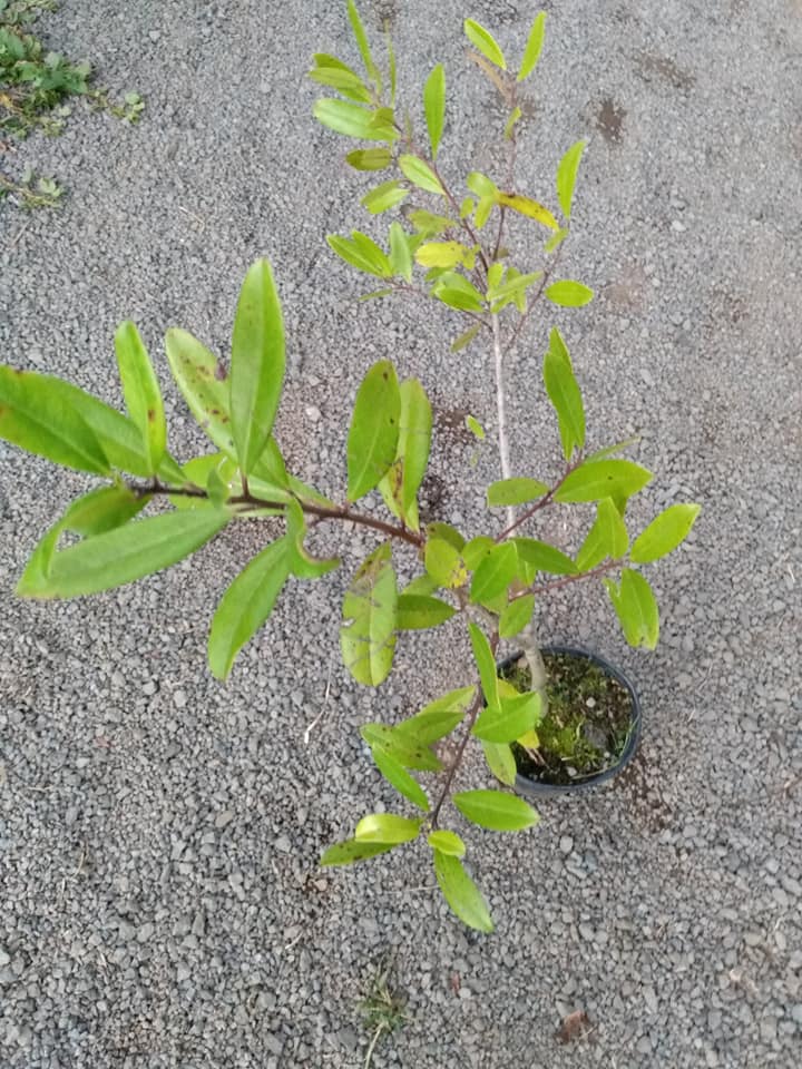 231日目:マテ茶を植えた