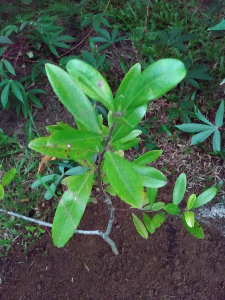 231日目:マテ茶を植えた