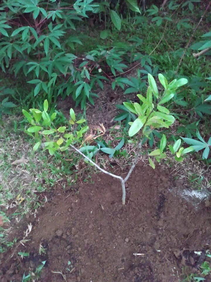 231日目:マテ茶を植えた
