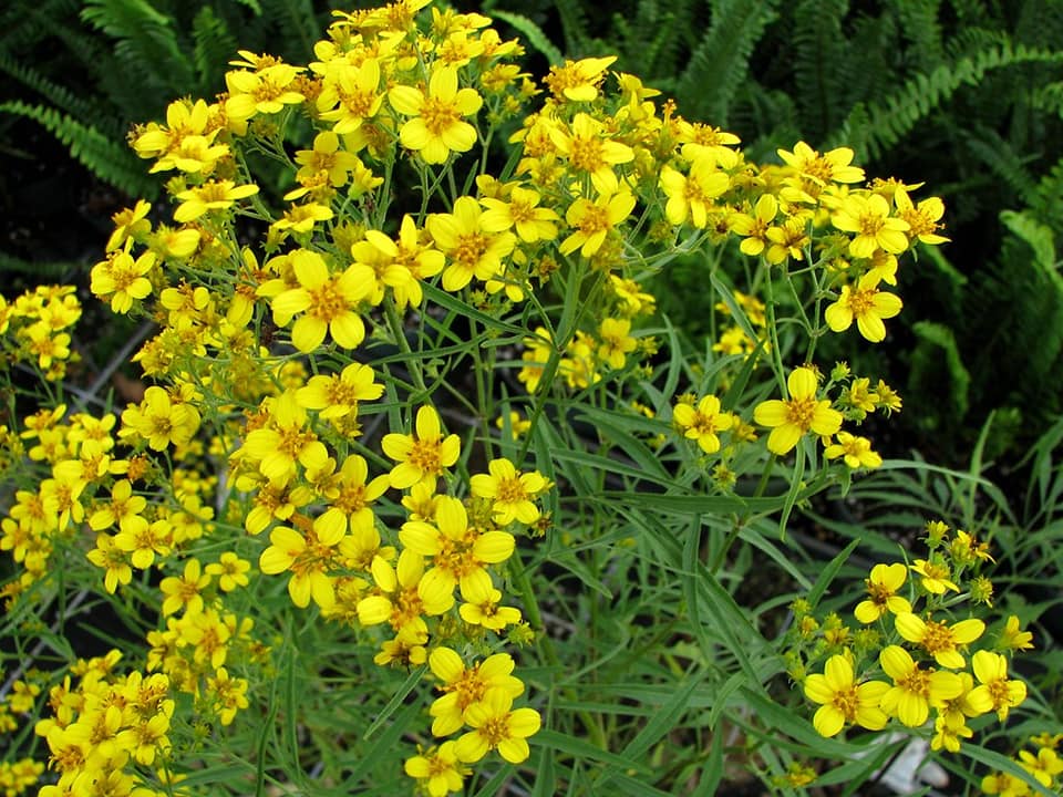 232日目:コオコオラウを植えた