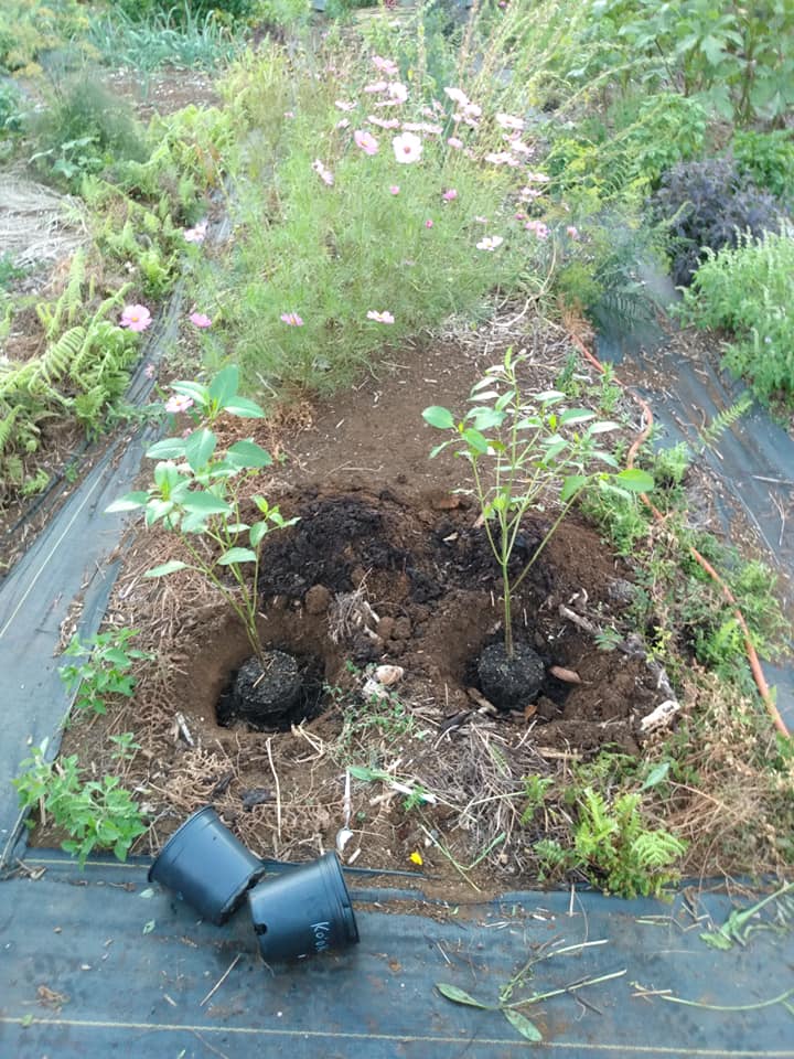 232日目:コオコオラウを植えた