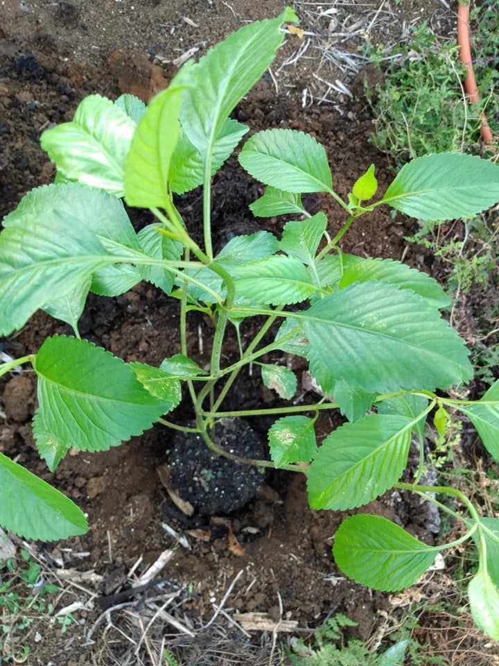 232日目:コオコオラウを植えた