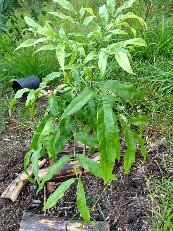 233日目:マネレを植えた
