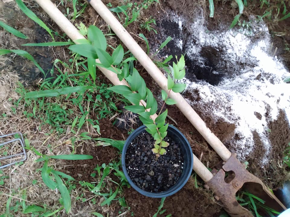 234日目:カムカムを植えた