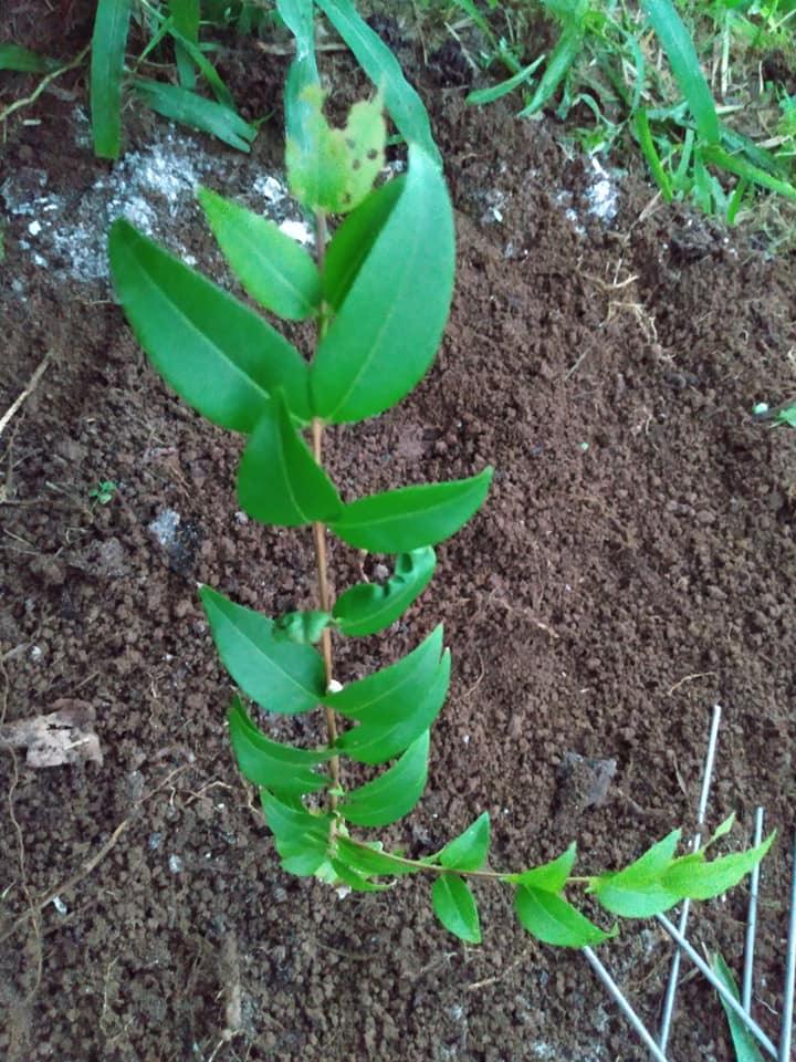 234日目:カムカムを植えた