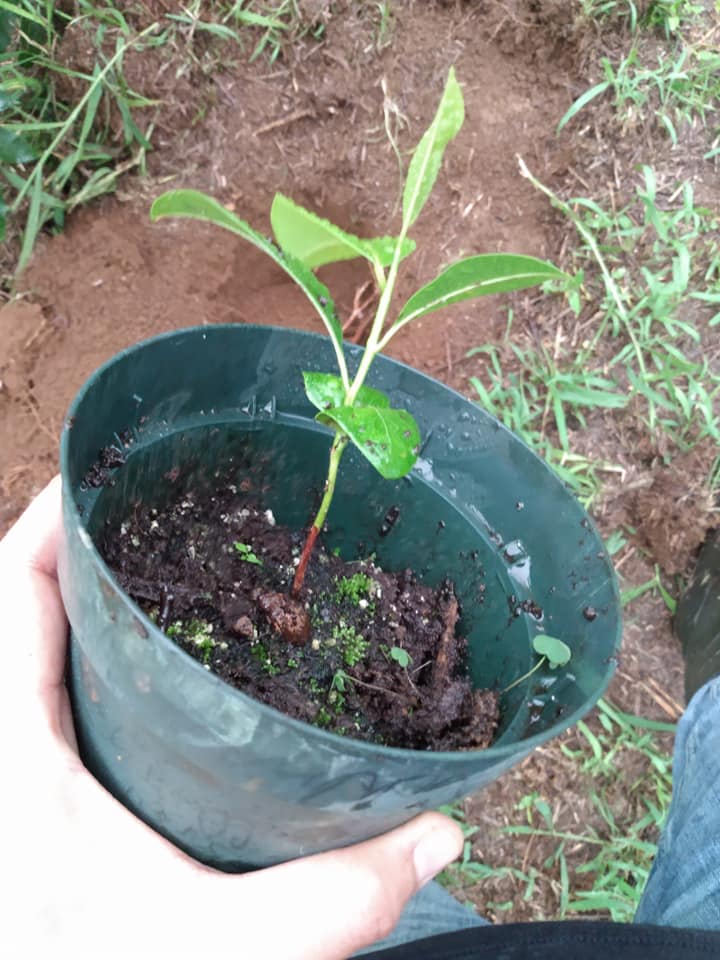 235日目:サポジラを植えた