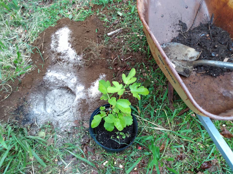 237日目:白イチジクを植えた
