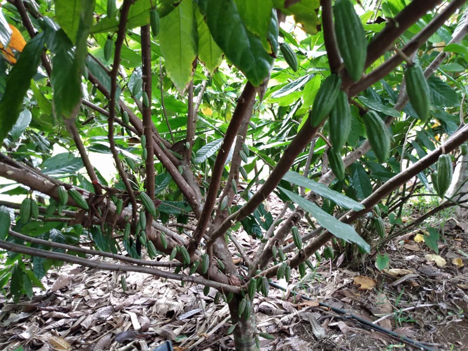 237日目:白イチジクを植えた