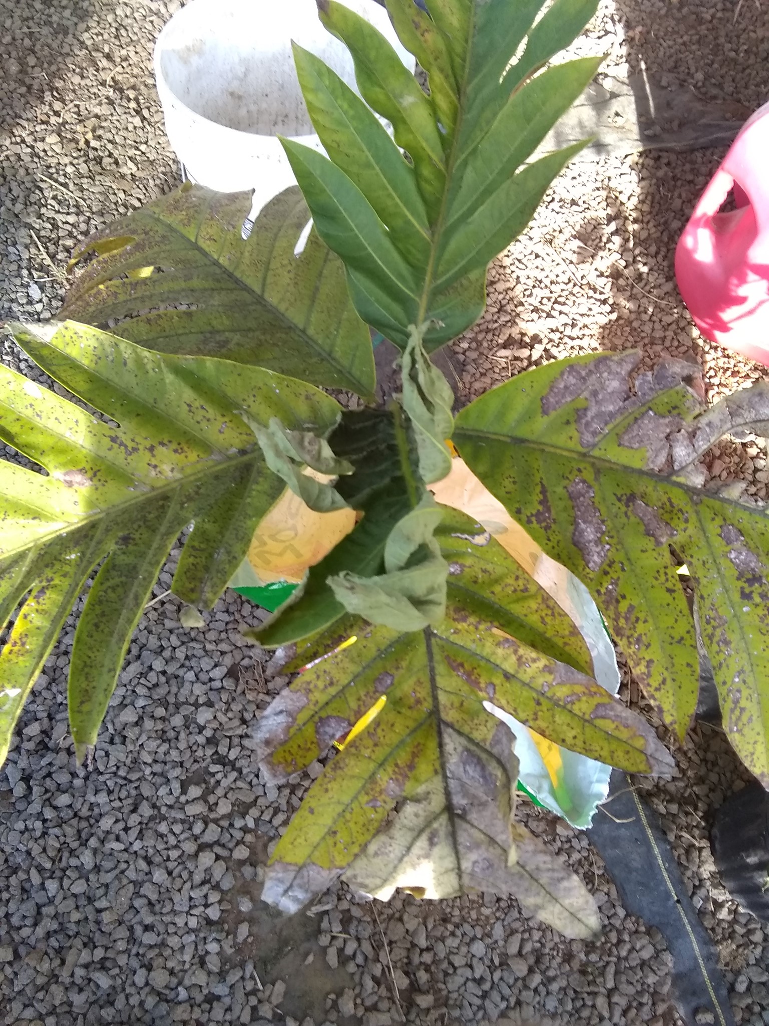 Day 24: Today I planted an ʻulu tree that we adopted from our friends in Volcano. Breadf