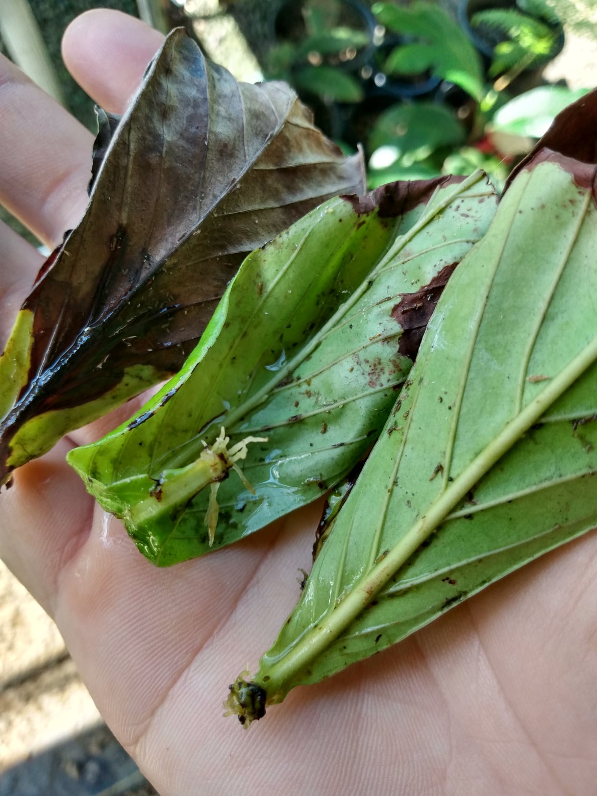 239日目:Chacrunaの葉から根を出した