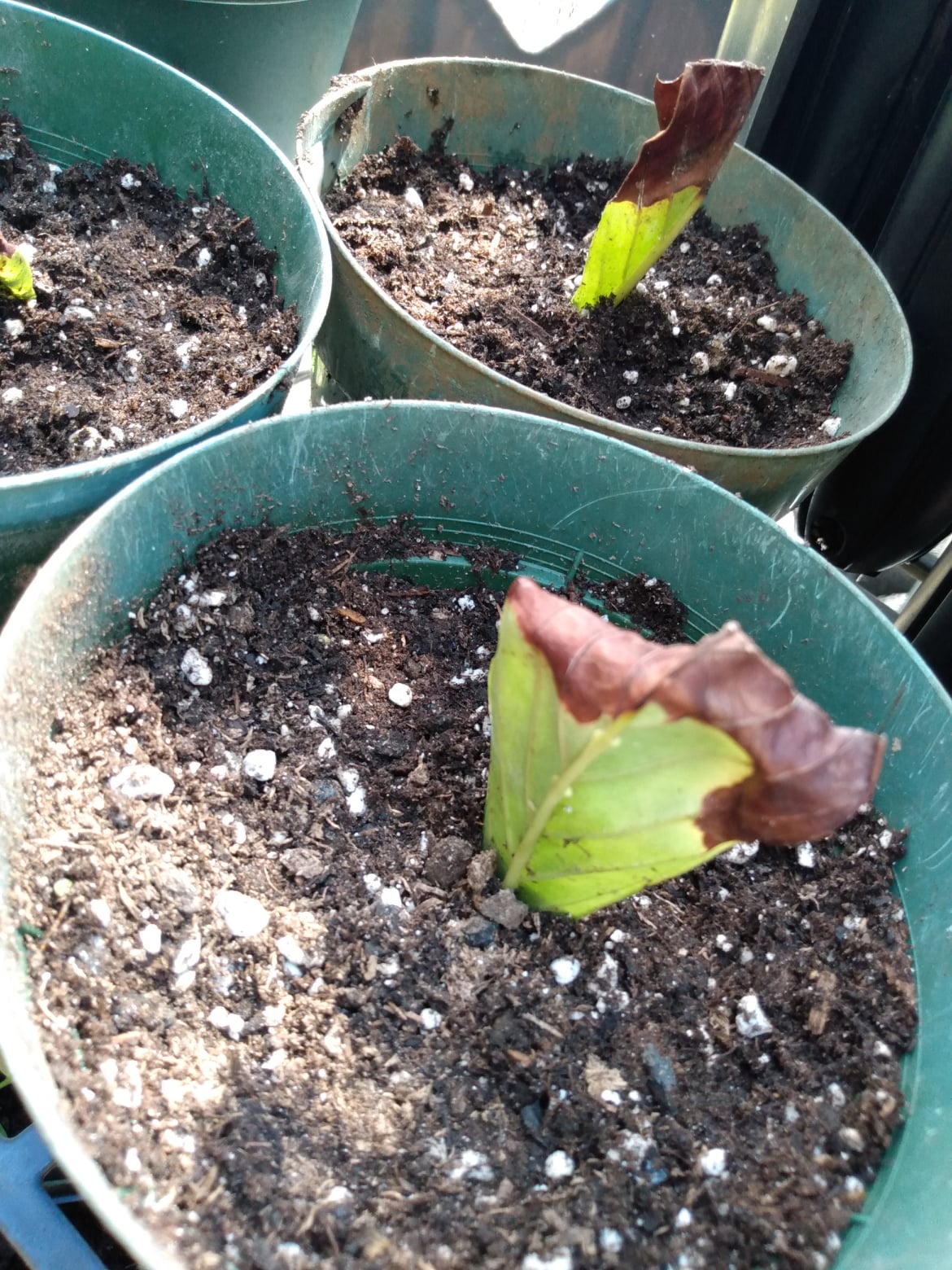 239日目:Chacrunaの葉から根を出した