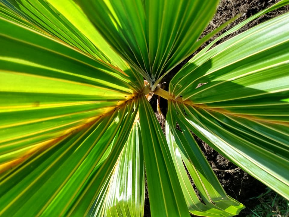 240日目:矮性マレー黄色ヤシを植えた