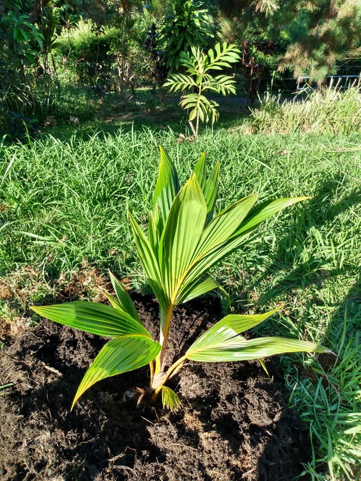 240日目:矮性マレー黄色ヤシを植えた